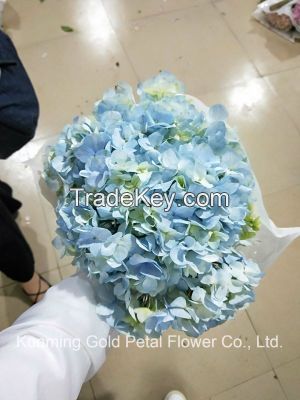 Wholesale Beautiful Fresh Cut Hydrangea Flowers for Weddings Home Office Decoration