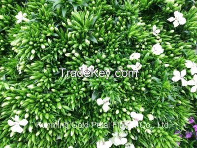 Superior Quality Wholsales Fresh Cut Flowers White Sweet William For Decoration