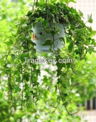 Salable Plants Fresh Cut Leaves Hedera for Decoration