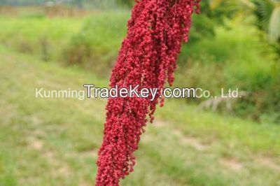 Natural Fresh Cut Flowers Yunnan Chenopodium