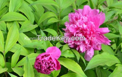 Beautiful Natural High Quality Fresh Cut Flower Chinese Peony