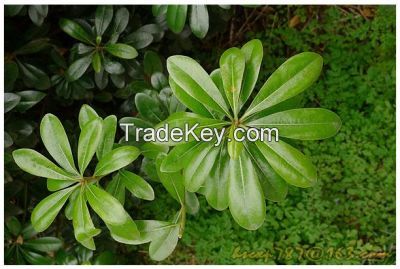 Green Plants Decooration Fresh Cut Leaves Pittosporum