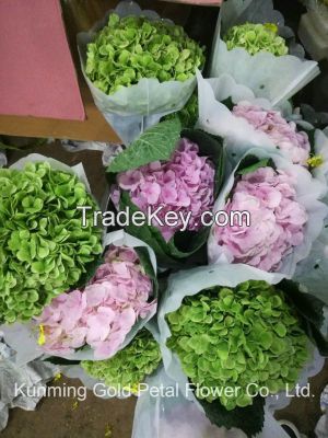 Decorative Superior Quality Fresh Cut Flowers Hydrangea for Christmas