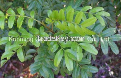 Green Decorative Plants Fresh Cut Leaves Murraya