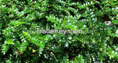 Green Decorative Plants Fresh Cut Leaves Murraya