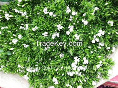 Superior Quality Wholsales Fresh Cut Flowers White Sweet William For Decoration