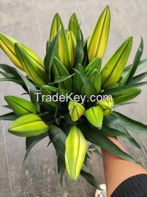Wonderful Hot Selling Fresh Cut Flowers Lilies White Siberia Lily for Wholesale