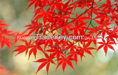 Natural Decorative Beautiful Plants Fresh Cut Leaves Maple