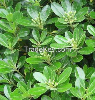 Green Plants Decooration Fresh Cut Leaves Pittosporum