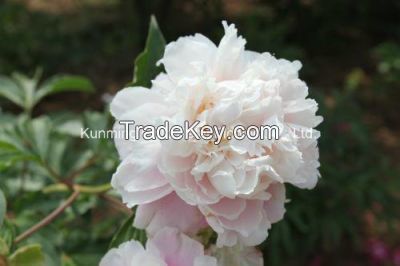 Beautiful Natural High Quality Fresh Cut Flower Chinese Peony