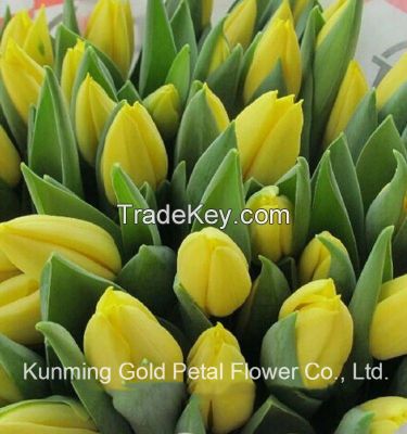 Best Decorative High Quality Fresh Cut Flowers Tulip