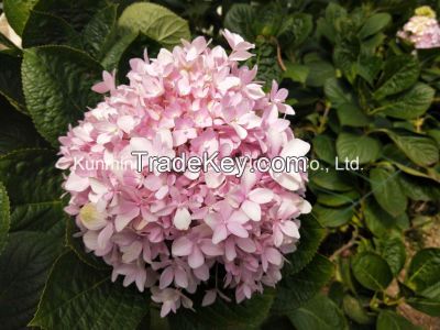 Fresh Cut Flower High Quality Pink Hydrangea