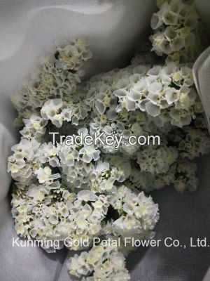 High Quality Salable Bouquet Fresh Cut Flowers White and Light Purple Statice