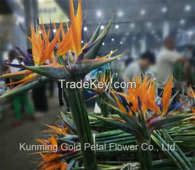 Natuaral Popular Fresh Cut Flowers Bird of Paradise