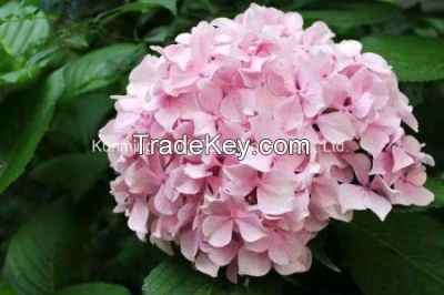 Fresh Cut Flower High Quality Pink Hydrangea