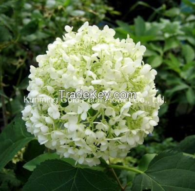 Wholsales Fresh Cut Flower Hydrangea Flower for Decoration