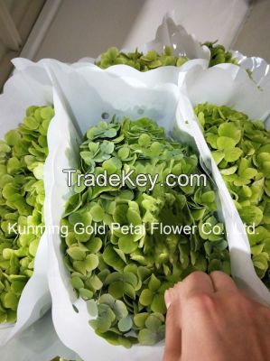 Decorative Superior Quality Fresh Cut Flowers Hydrangea for Christmas