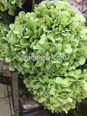 Decorative Superior Quality Fresh Cut Flowers Hydrangea for Christmas