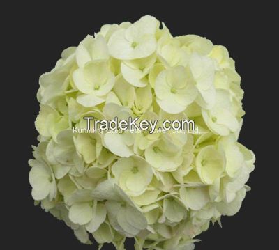 Wholsales Fresh Cut Flower Hydrangea Flower for Decoration