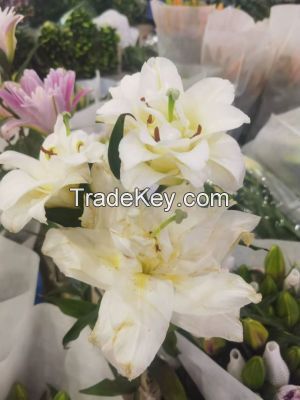 Wonderful Hot Selling Fresh Cut Flowers Lilies White Siberia Lily for Wholesale