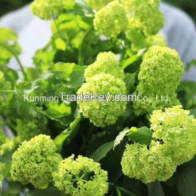 Decorative Superior Quality Fresh Cut Flowers Hydrangea for Christmas