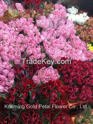 Best Decorative High Quality Fresh Cut Flowers Tulip