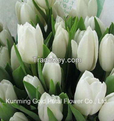 Best Decorative High Quality Fresh Cut Flowers Tulip