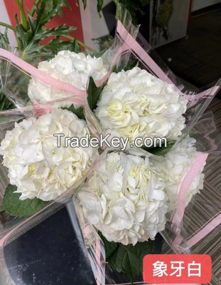 Wholsales Fresh Cut Flower Hydrangea Flower for Decoration