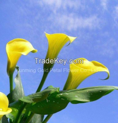 Natural Best Price Fresh Cut Flower Calla Lily