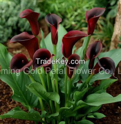 Natural Best Price Fresh Cut Flower Calla Lily