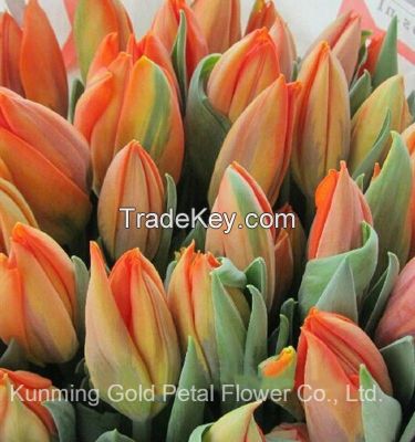 Best Decorative High Quality Fresh Cut Flowers Tulip