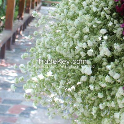 High Quality Fresh Cut Flower Natural Gypsophila
