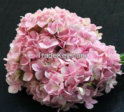 Fresh Cut Flower High Quality Pink Hydrangea