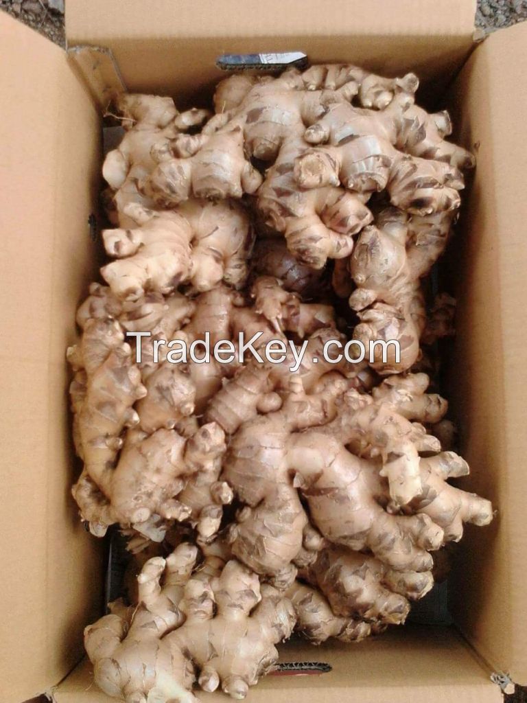 Thailand Fresh Ginger