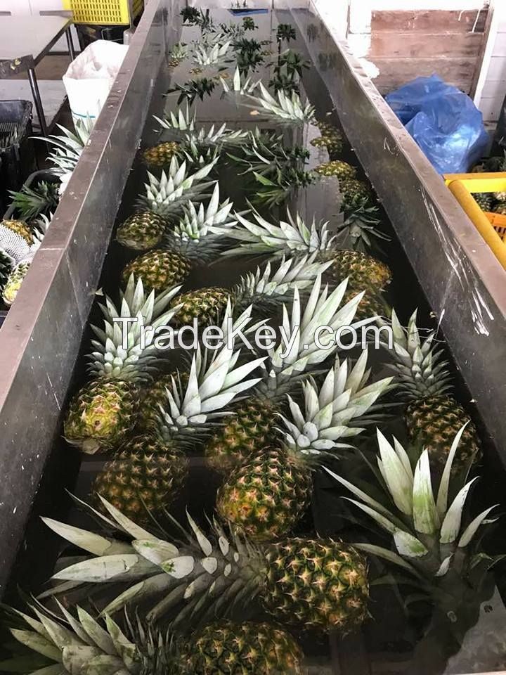 MD2 Pineapple