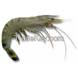 Best Scampi, Lobster, Shrimp , Prawns, Metanephrops , Nephrops