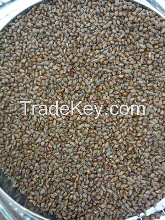 Cassia tora seeds