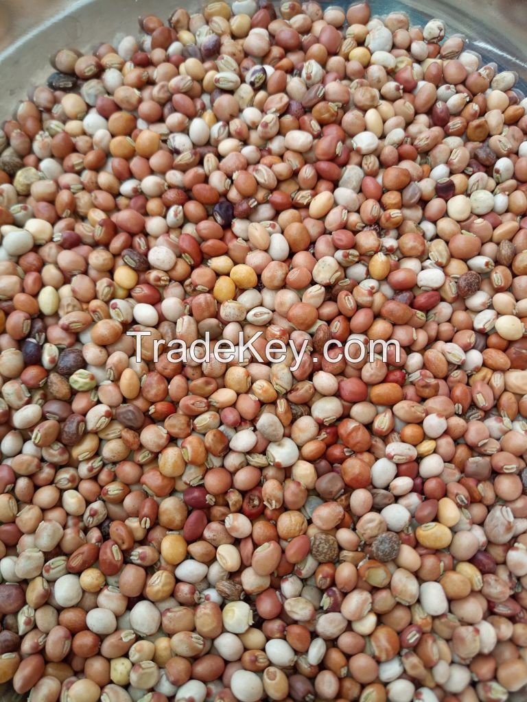 Cowpea