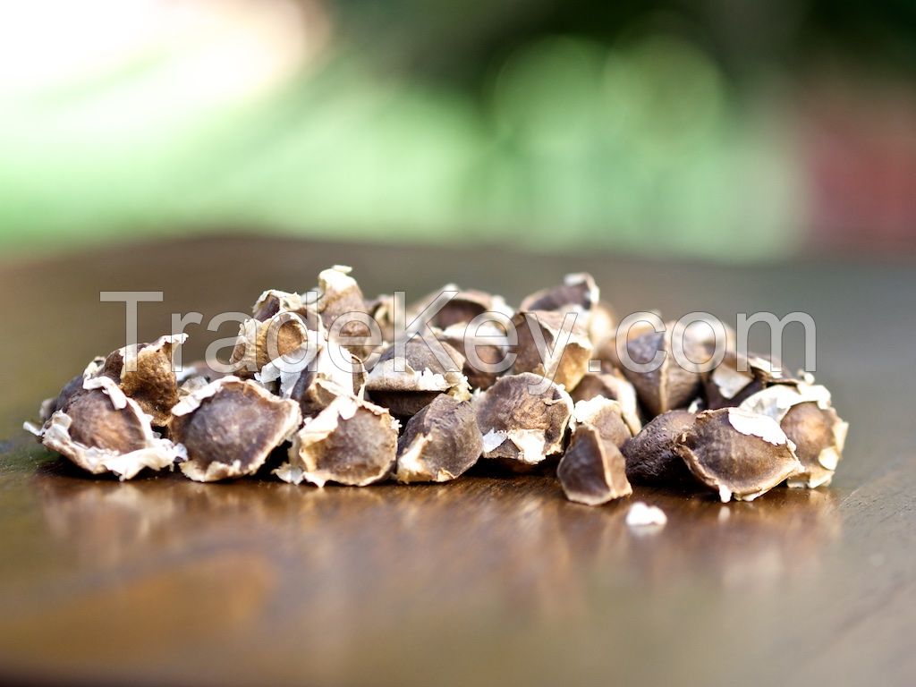 Moringa seeds