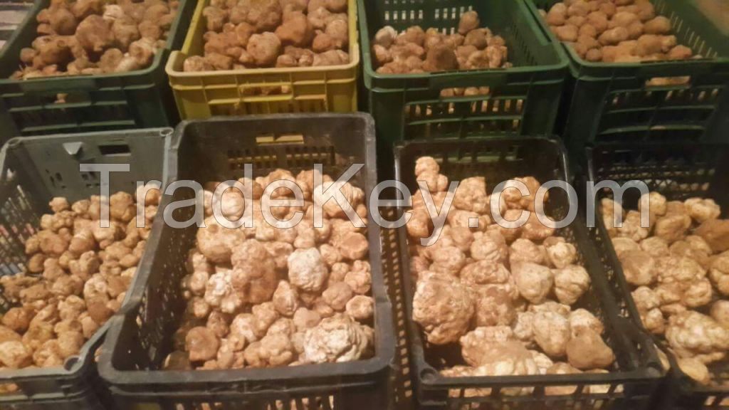 White Truffle -north Affrica-tunisia