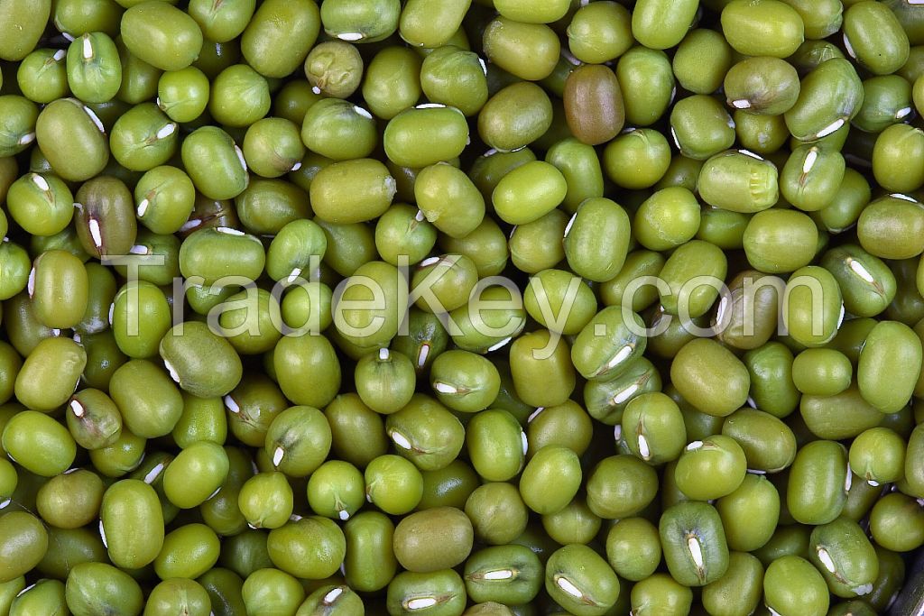 High Quality Green Mung Beans from Indonesia. Please inquire for pricing.