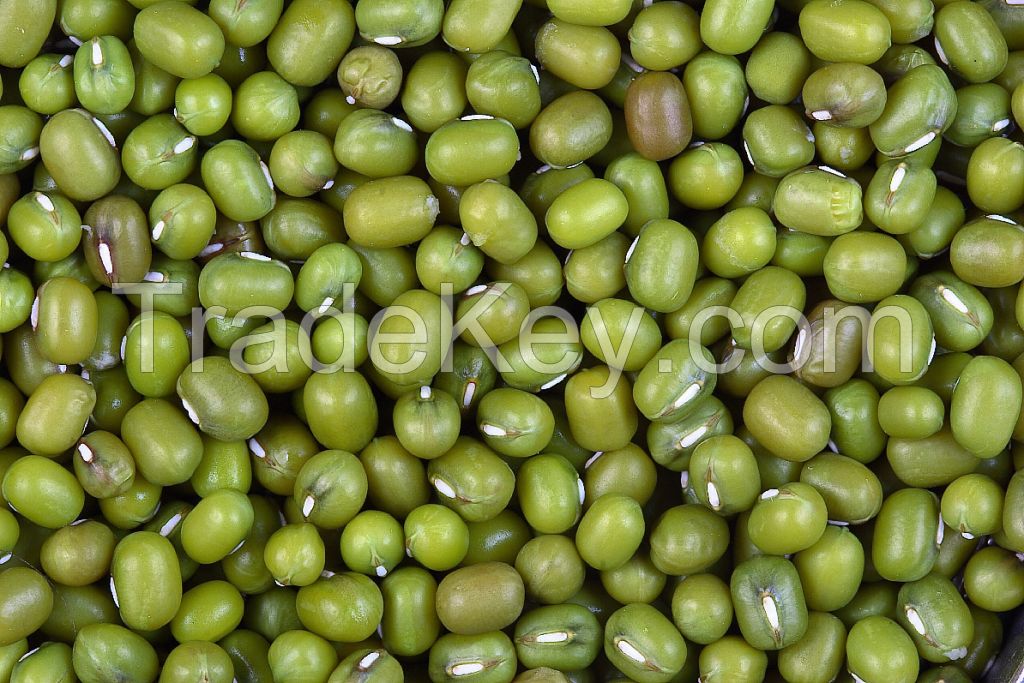 Green Mung Bean - Export Quality from Indonesia