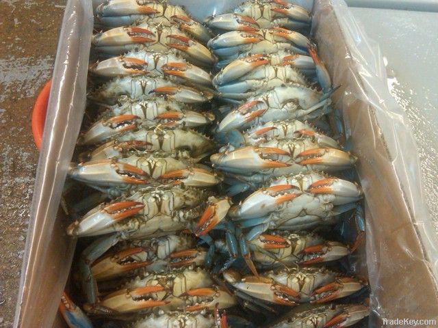 Frozen USA Blue Crab with Roe/Egg