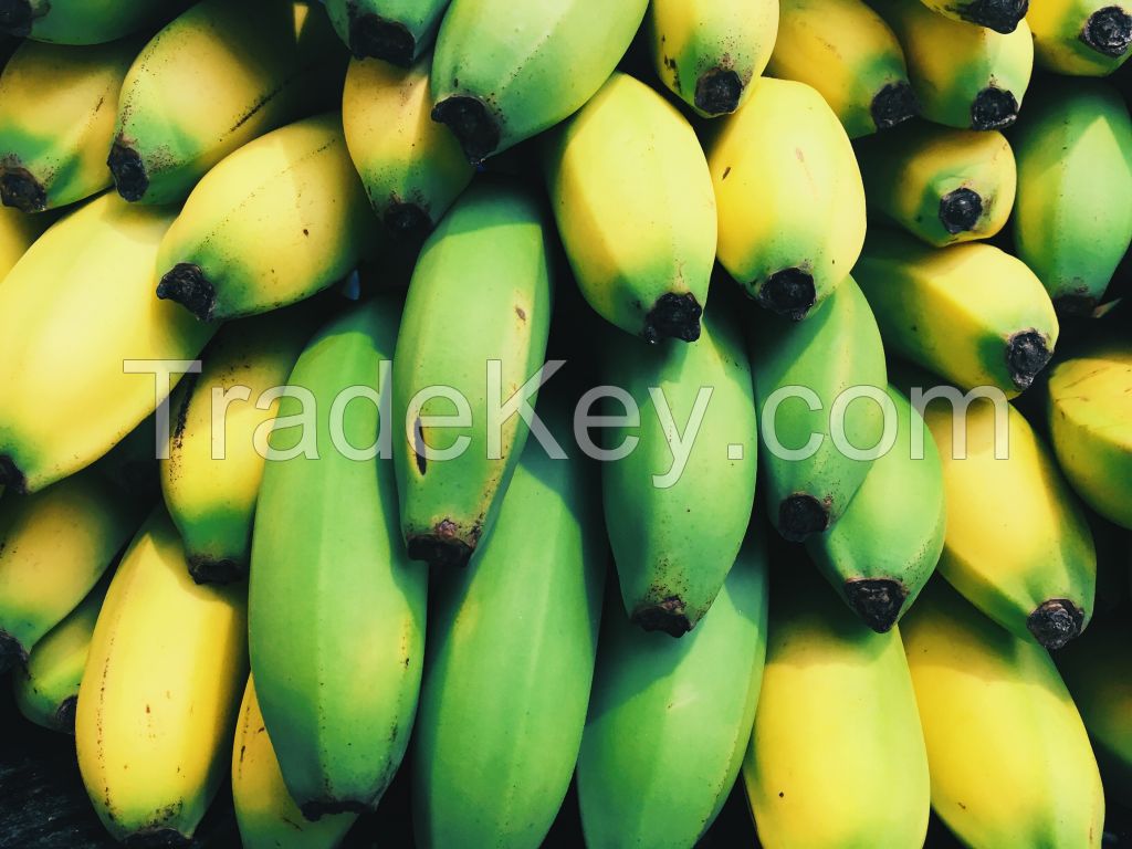 Fresh Banana