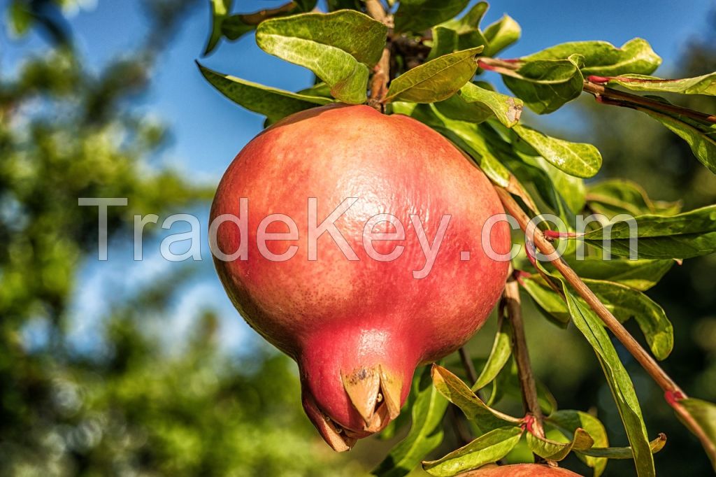 Fresh Pomegranates