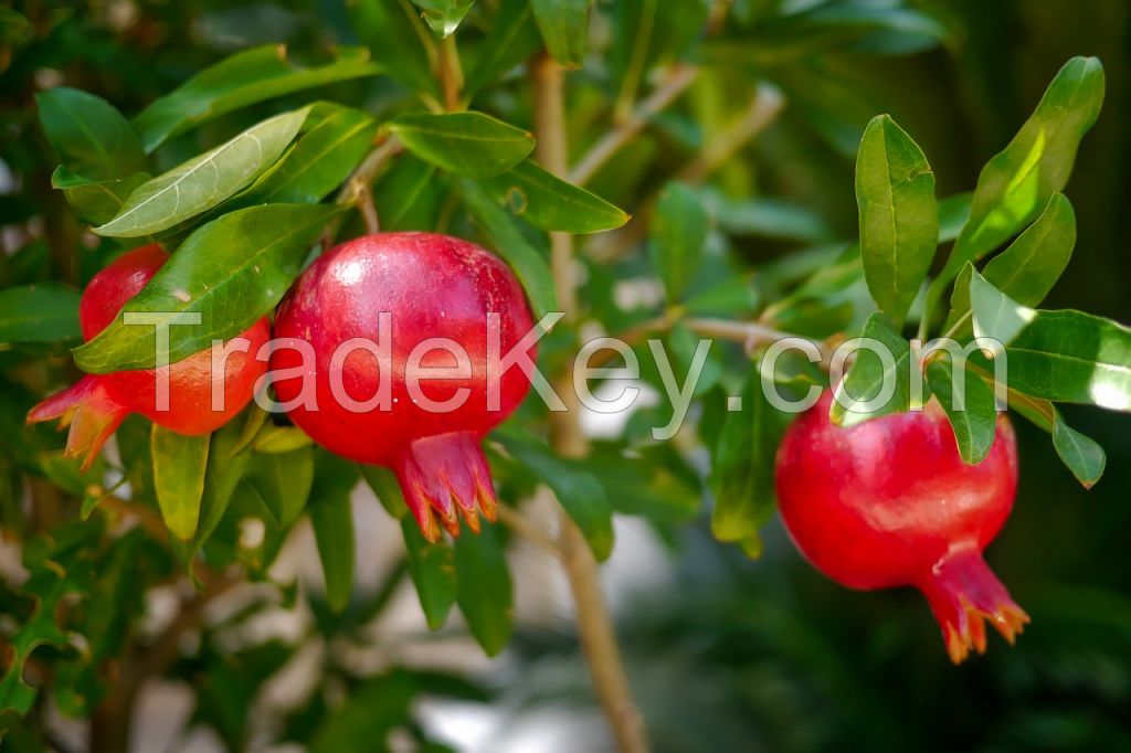 Fresh Pomegranates