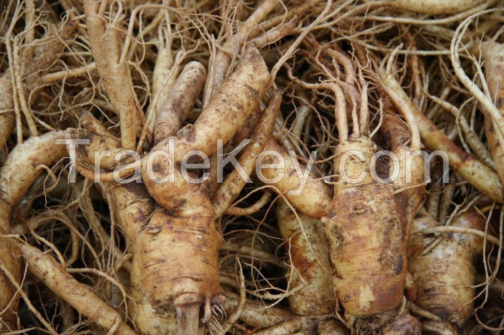 High Quality Ginseng, Ginseng Powder