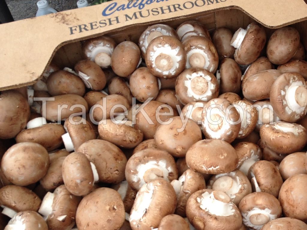 fresh shiitake mushrooms,Sliced Champignon Mushroom, woodmushrooms etc..