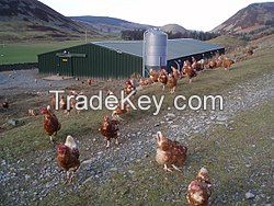 Free Range Eggs