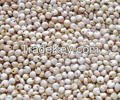 Good Quality Sorghum